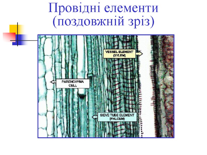Провідні елементи (поздовжній зріз)